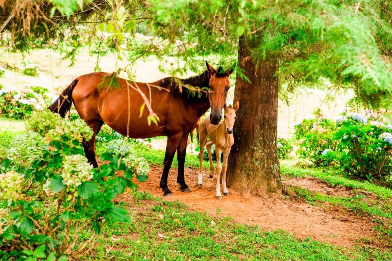 Hotel Fazenda Floresta Negra Monte Verde  Eksteriør bilde